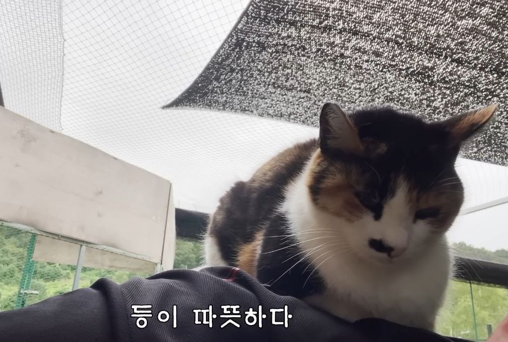 하하하-삼색이-모음-43-이미지