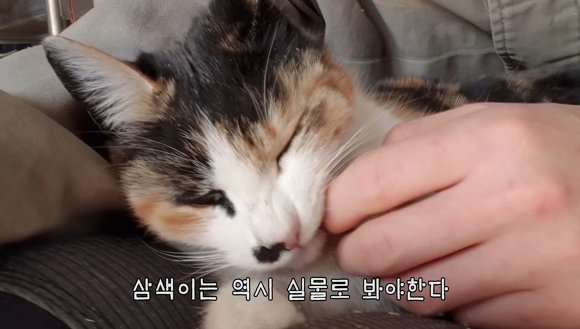 하하하-삼색이-모음-19-이미지