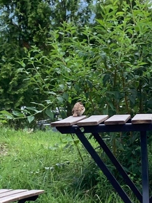 어느-감자빵-맛집에-붙은-경고문-1-이미지