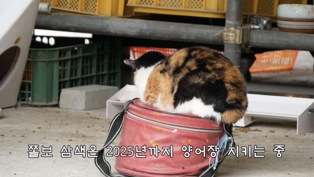 하하하-삼색이-모음-60-이미지