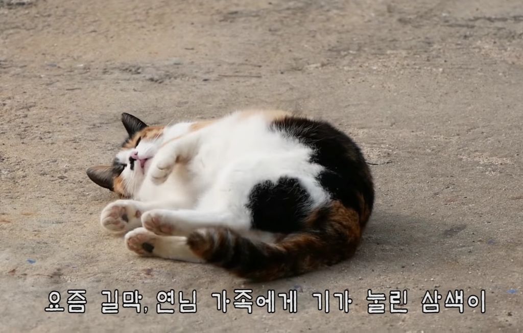 하하하-삼색이-모음-0-이미지