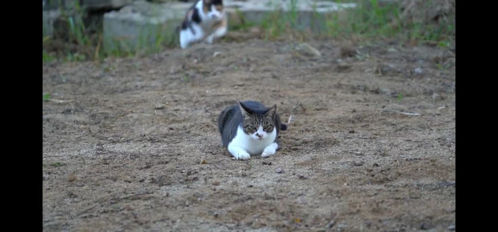 하하하-삼색이-모음-70-이미지