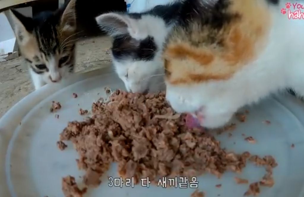 하하하-삼색이-모음-45-이미지