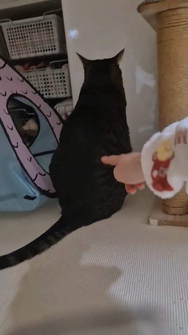 엽떡-때문에-삐낀-고양이🤣-5-이미지