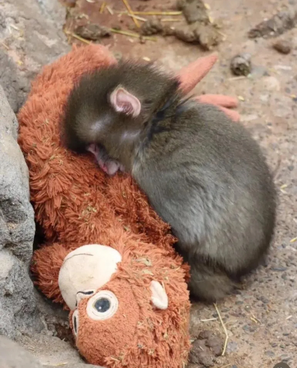 인형-안고-다니던-아기-원숭이-안아주는-어른-원숭이가-생겼대🥹-2-이미지