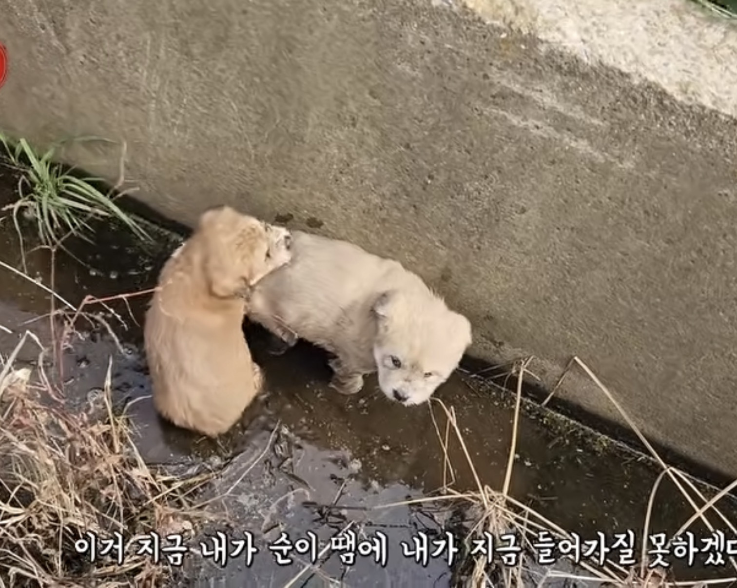 수로에서-구조된-아리와-뜨리-0-이미지