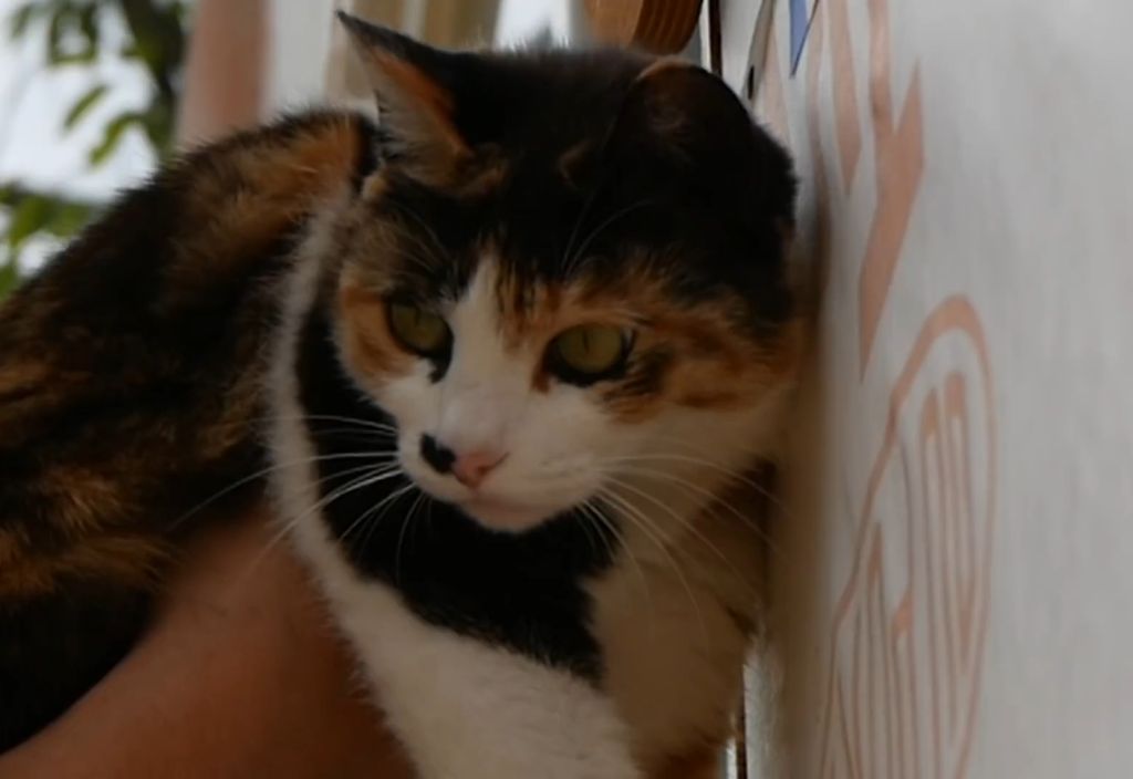 하하하-삼색이-모음-32-이미지