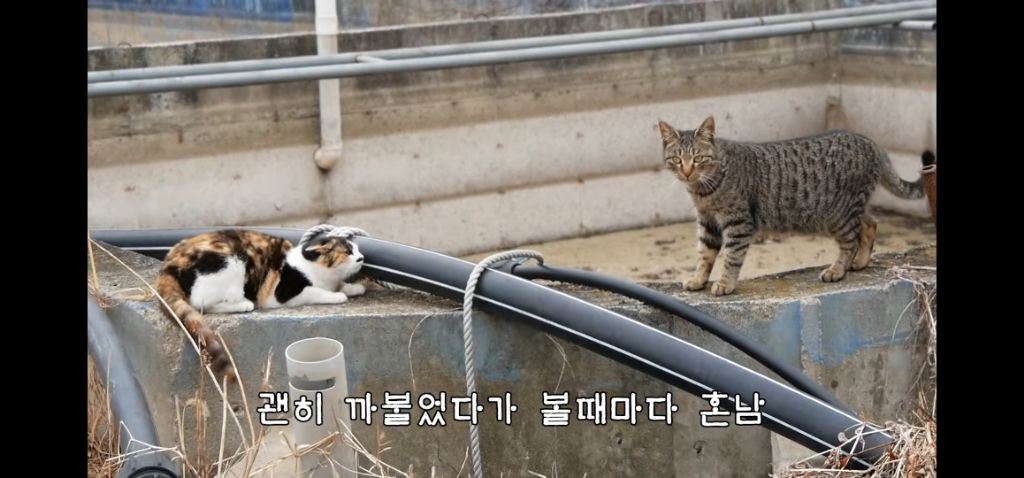 하하하-삼색이-모음-61-이미지