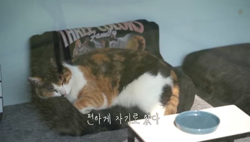 하하하-삼색이-모음-30-이미지