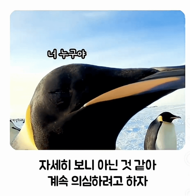 펭귄-무리-관촬용-로봇을-잠입-시킨-제작팀-2-이미지