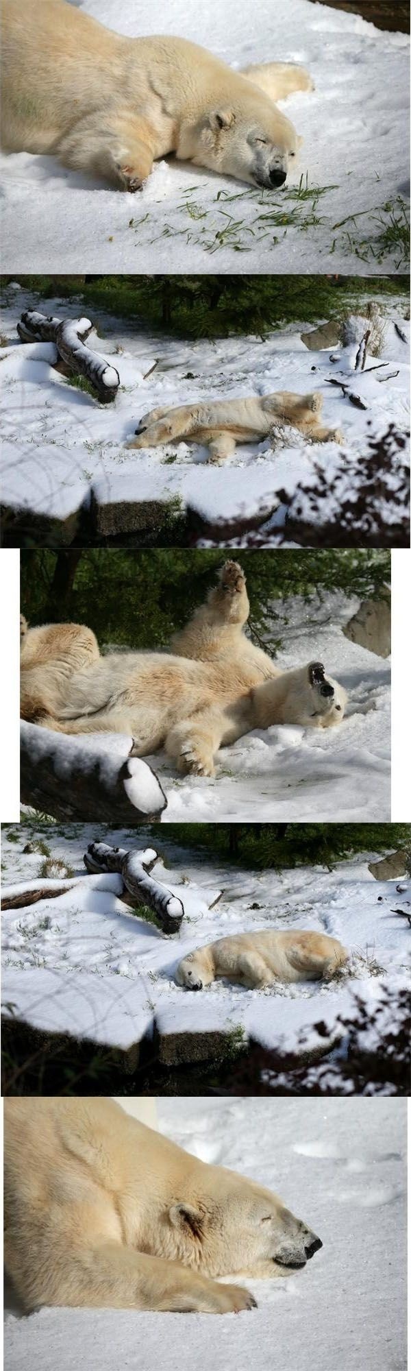 생일선물-받은-북극곰.jpg-2-이미지