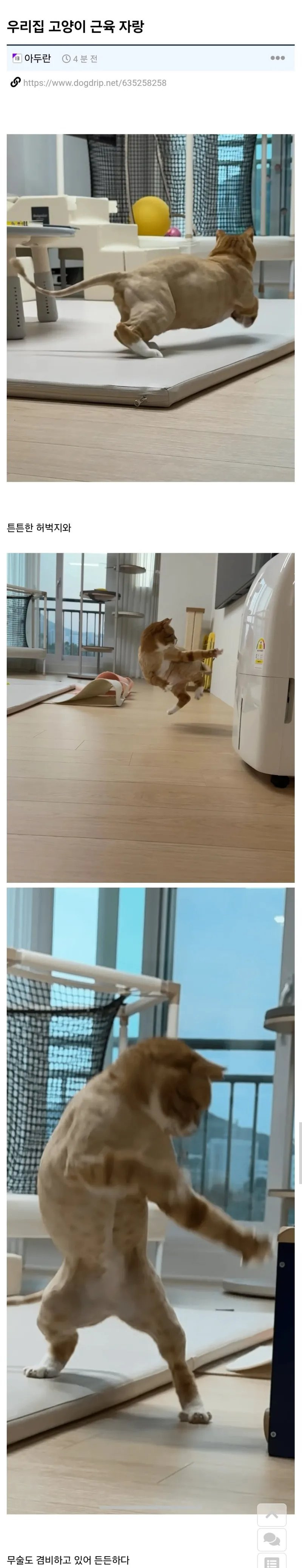 고양이-근육자랑하는-집사-0-이미지