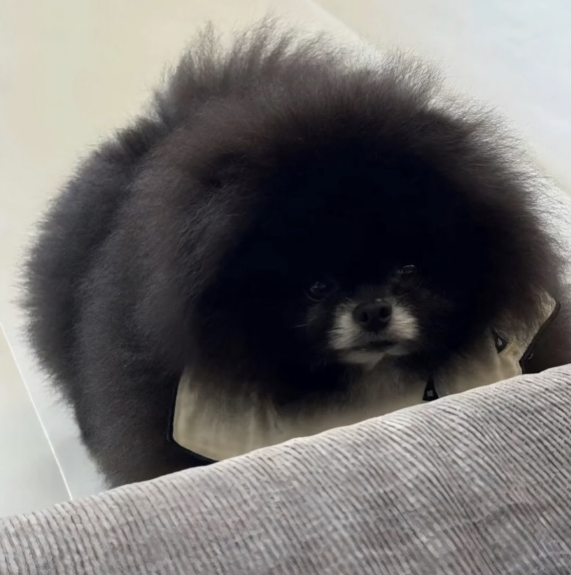 한-쪽-눈만-있는-포메라니안?-3-이미지