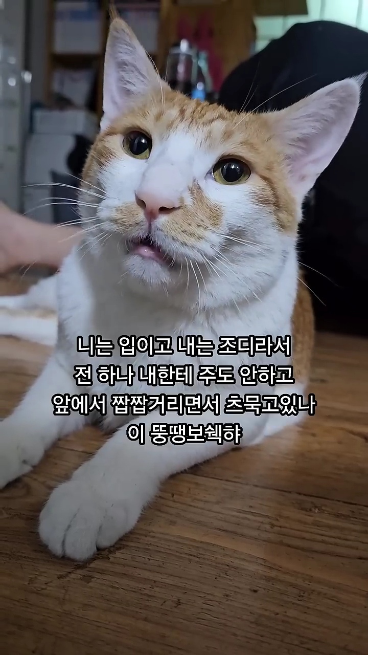 명절에-또-화난-뚱뚱까스-고양이-2-이미지