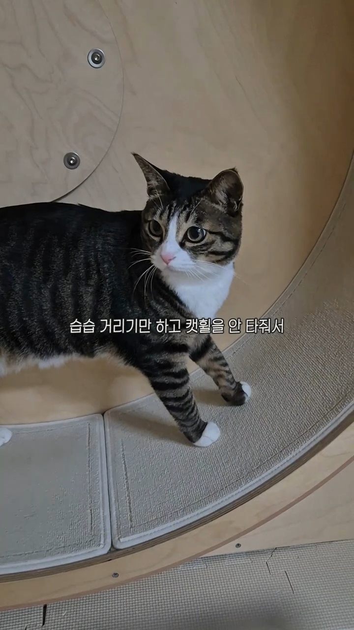 엽떡-때문에-삐낀-고양이🤣-10-이미지