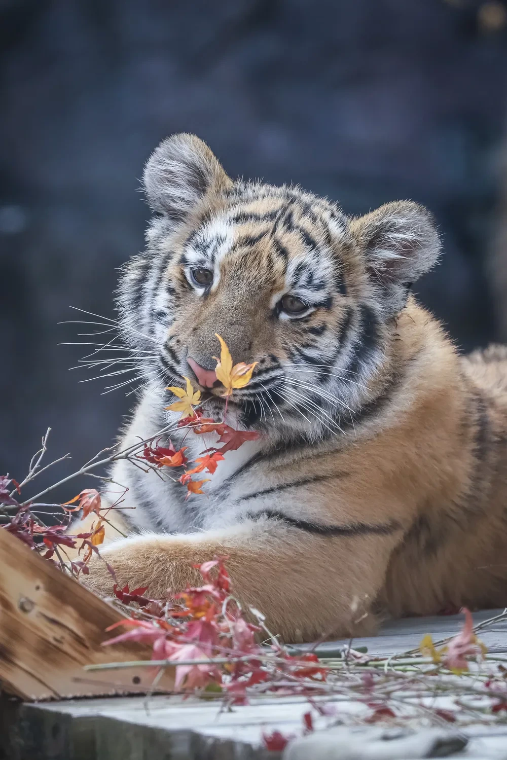 데뷔한지-2개월된-서울대공원-아기-호랑이-설호-6-이미지