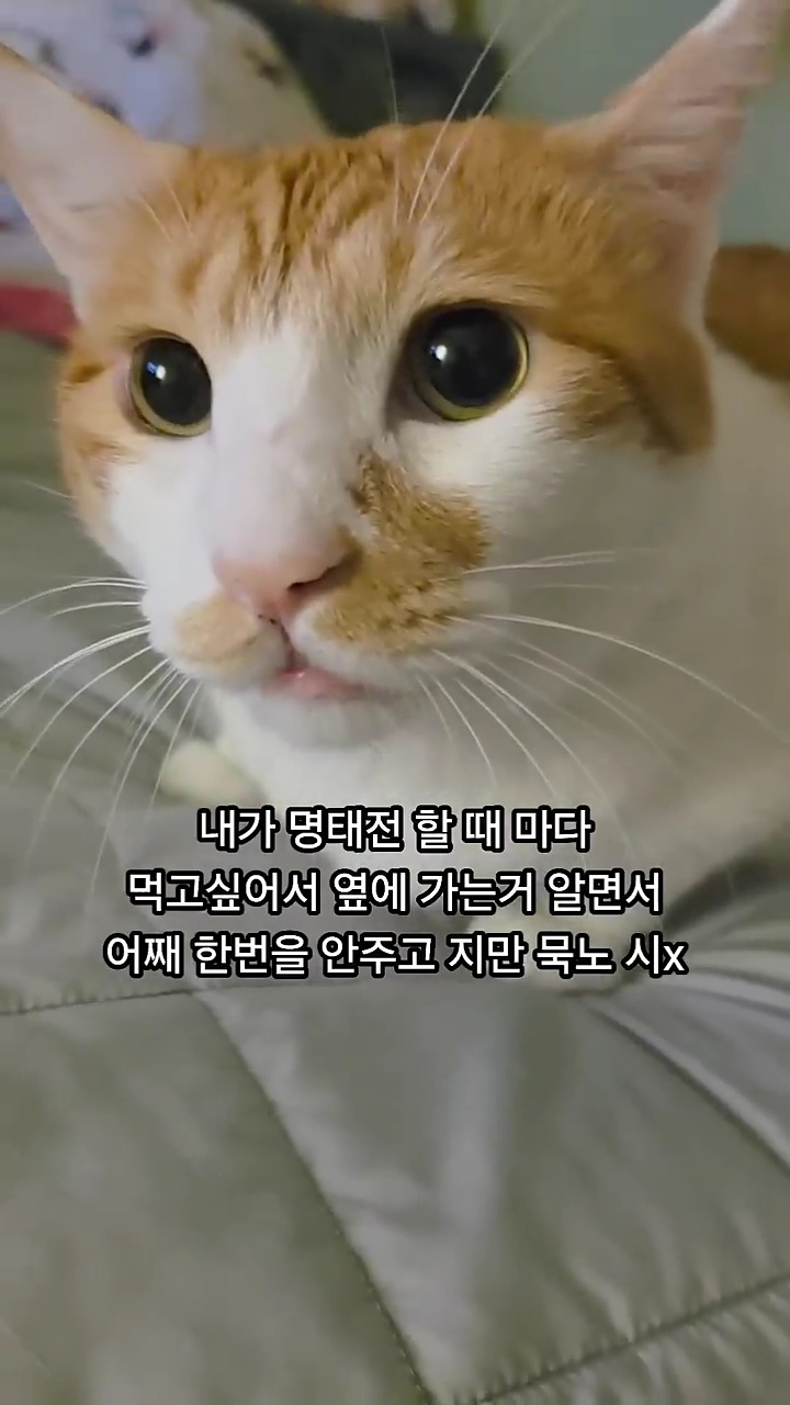 명절에-또-화난-뚱뚱까스-고양이-3-이미지