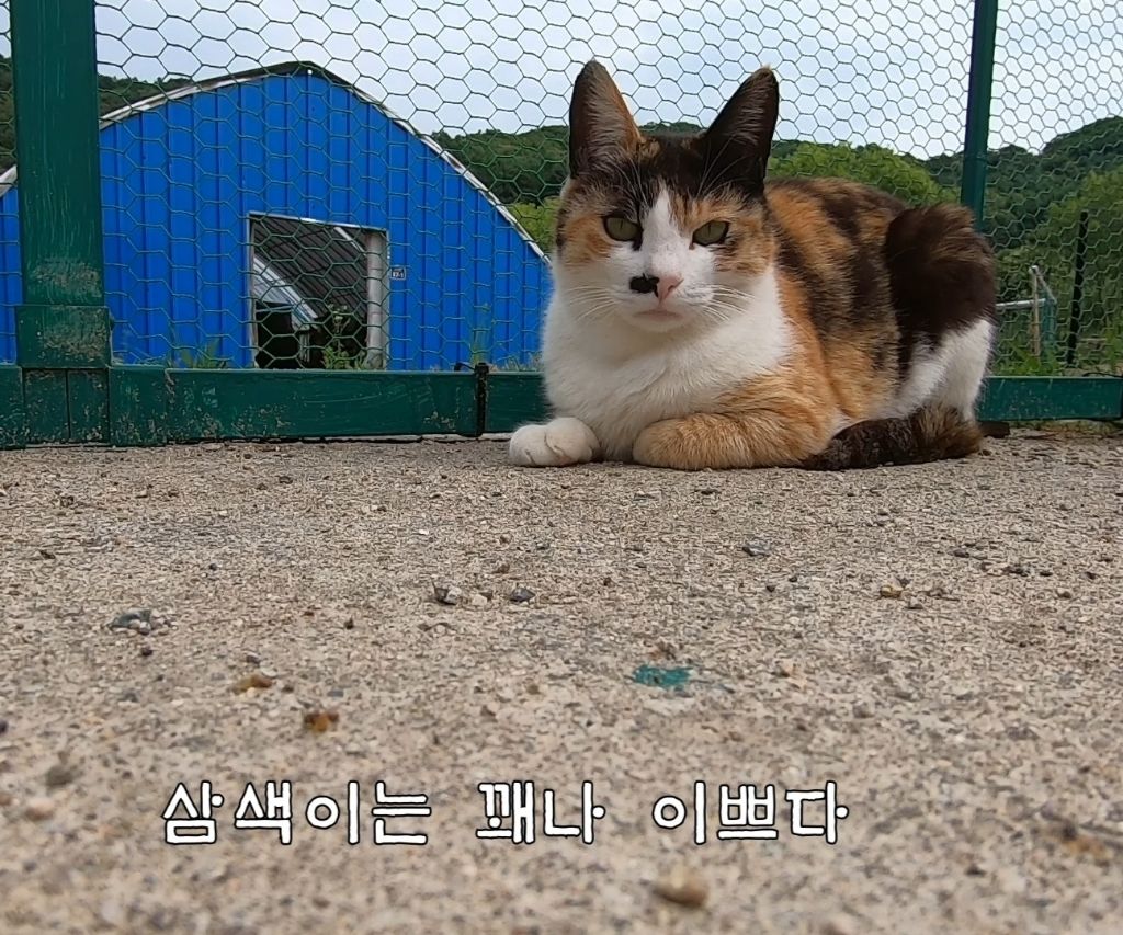 하하하-삼색이-모음-9-이미지