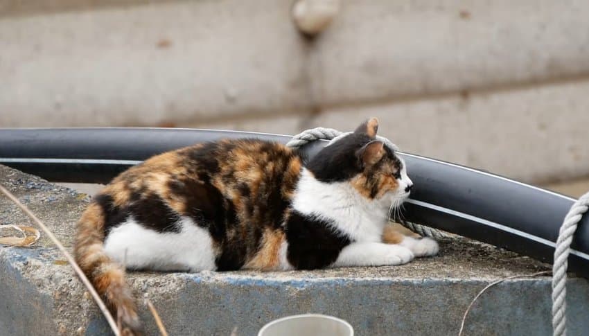 하하하-삼색이-모음-72-이미지