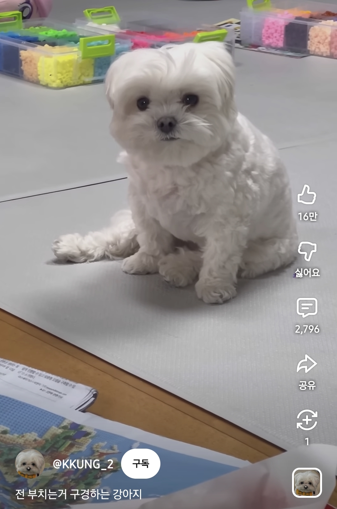 전-부치는거-구경하는-강아지-3-이미지