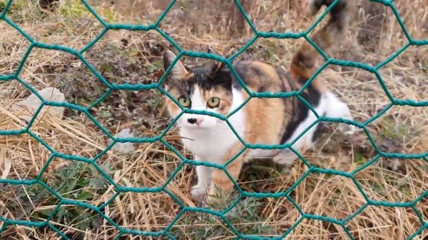 하하하-삼색이-모음-23-이미지