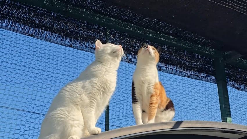 하하하-삼색이-모음-76-이미지