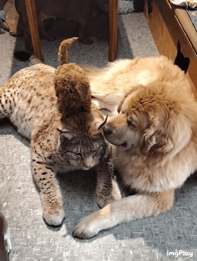 몸집이-조금-큰-착한-고양이-0-이미지