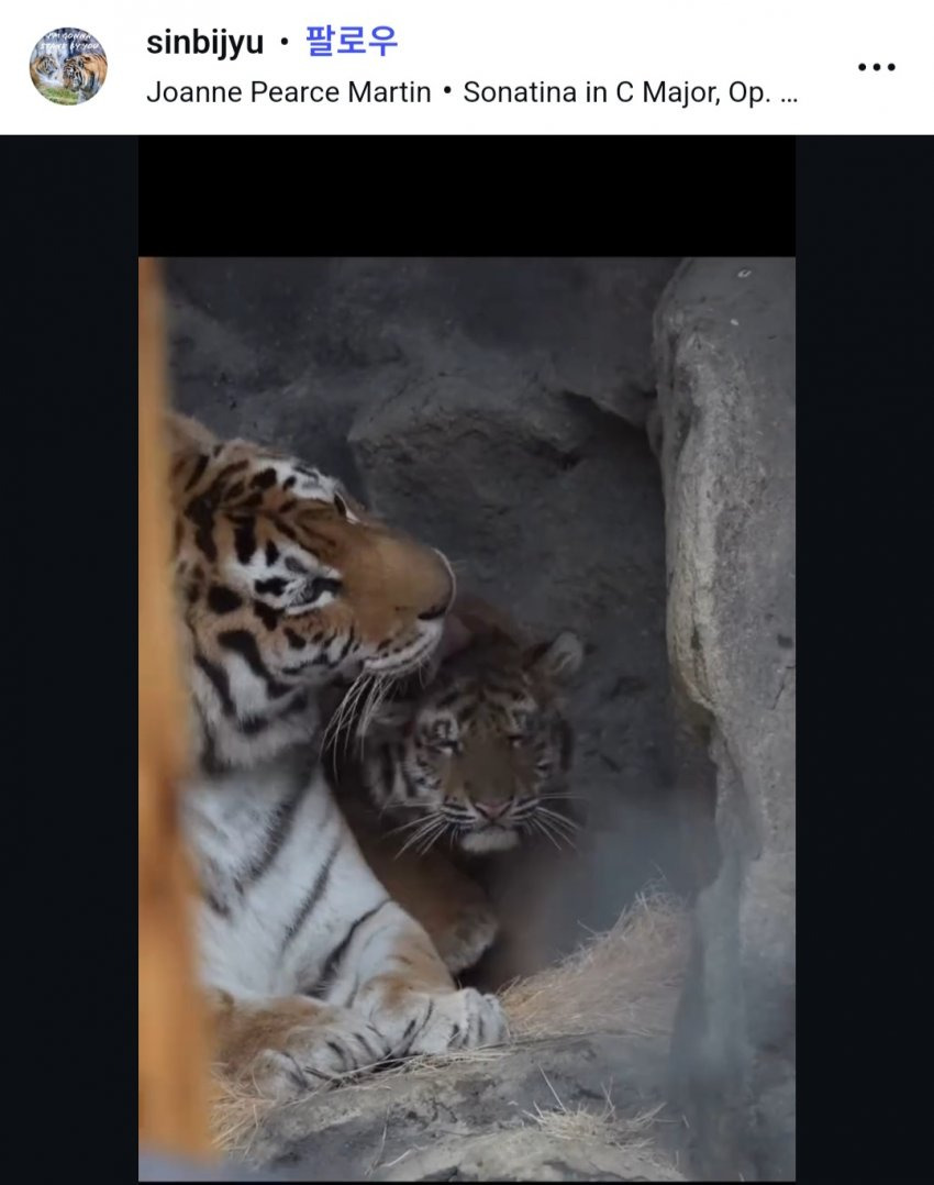 데뷔한지-2개월된-서울대공원-아기-호랑이-설호-2-이미지