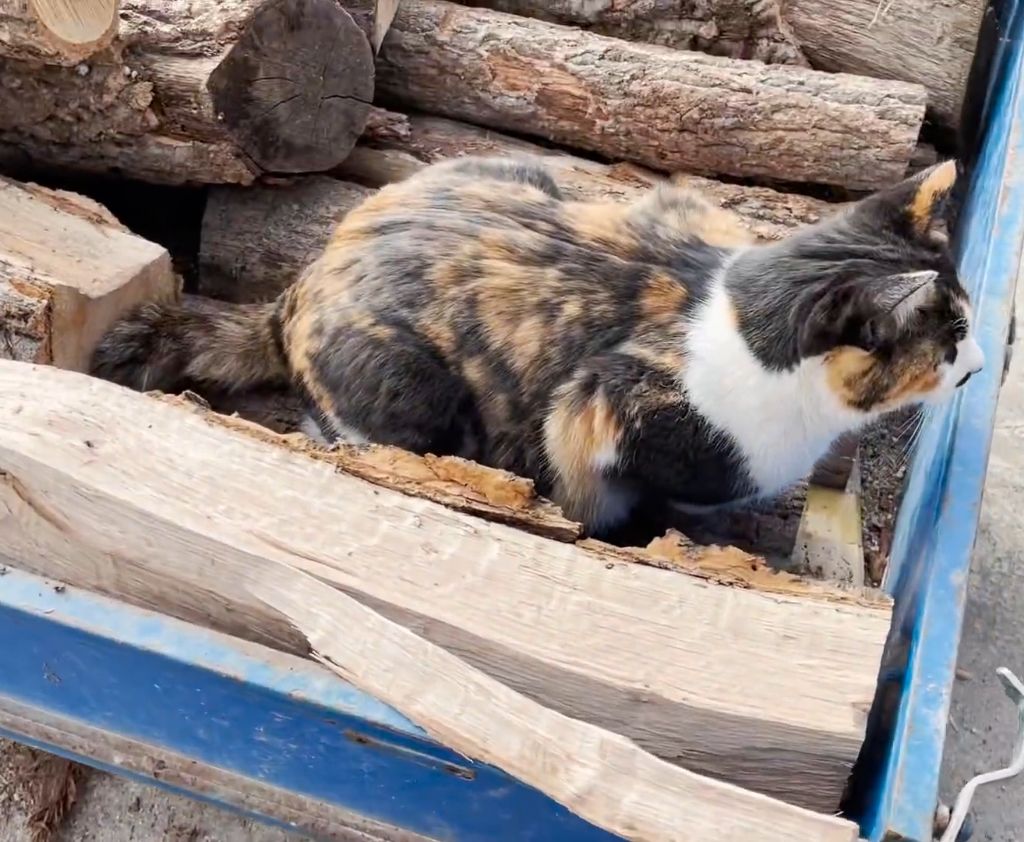 하하하-삼색이-모음-31-이미지