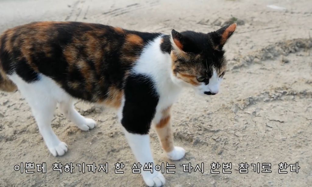 하하하-삼색이-모음-5-이미지