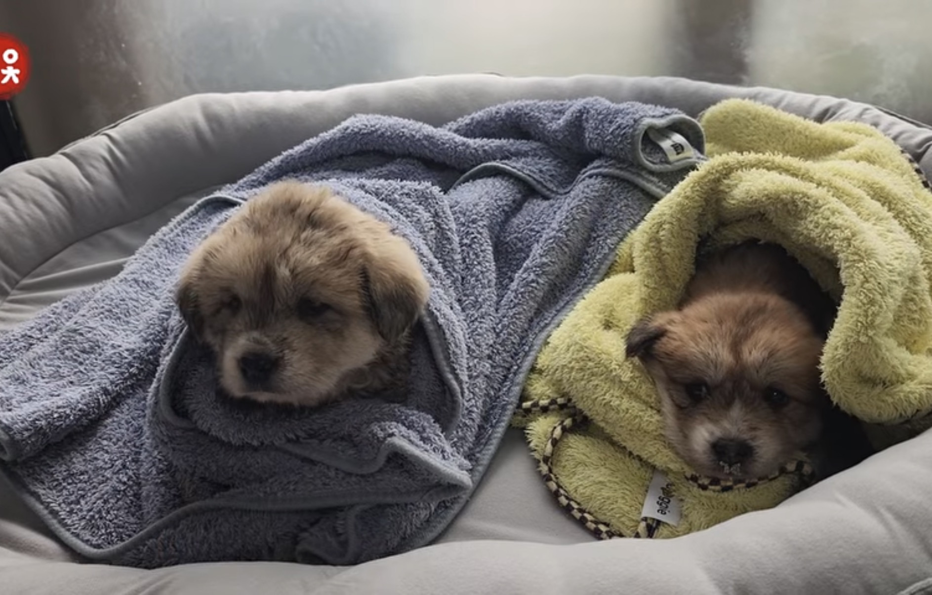 수로에서-구조된-아리와-뜨리-4-이미지