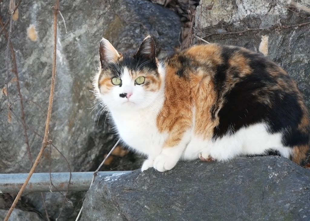 하하하-삼색이-모음-49-이미지