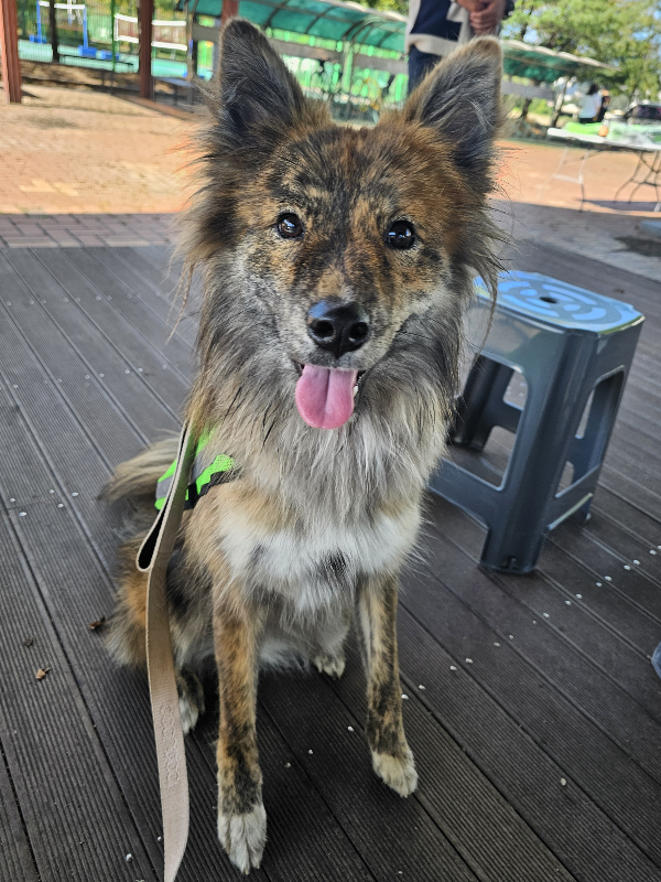 포인핸드에서-입양할땐-모카빵같이-생겼었는데-엄청-우아하게-큰-아기강아지-7-이미지