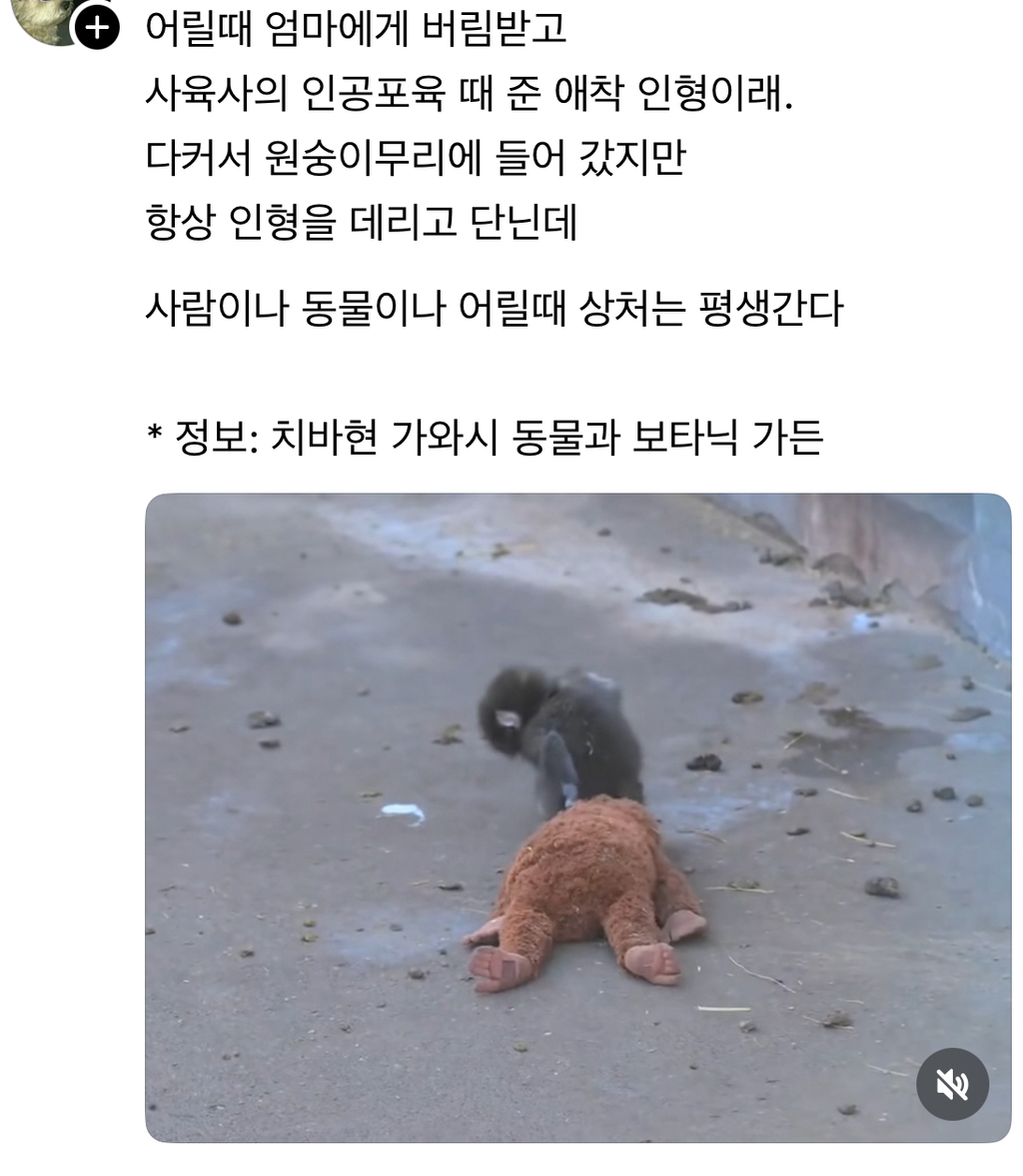 인형-안고-다니던-아기-원숭이-안아주는-어른-원숭이가-생겼대🥹-1-이미지