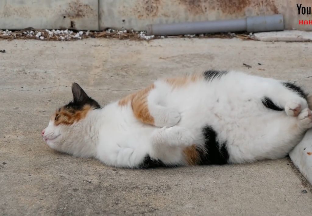 하하하-삼색이-모음-44-이미지