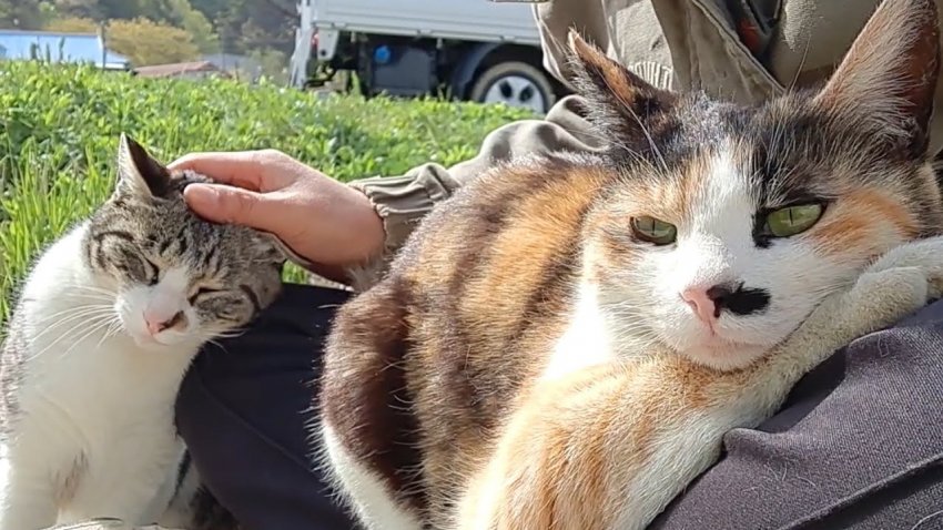 하하하-삼색이-모음-65-이미지