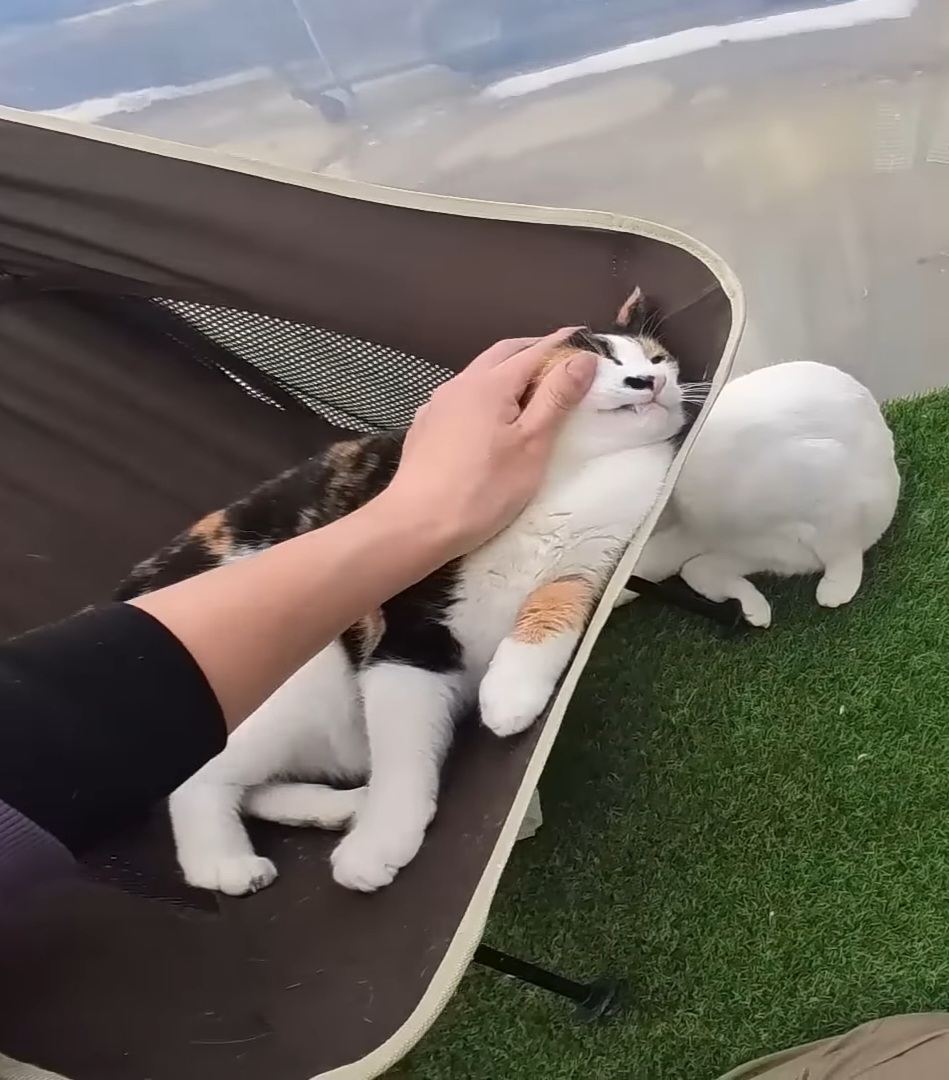 하하하-삼색이-모음-57-이미지