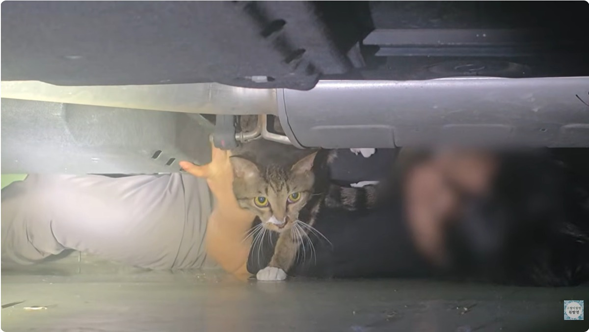 잃어버린-고양이를-찾는데-주위-사람들이-다-따뜻하다-6-이미지