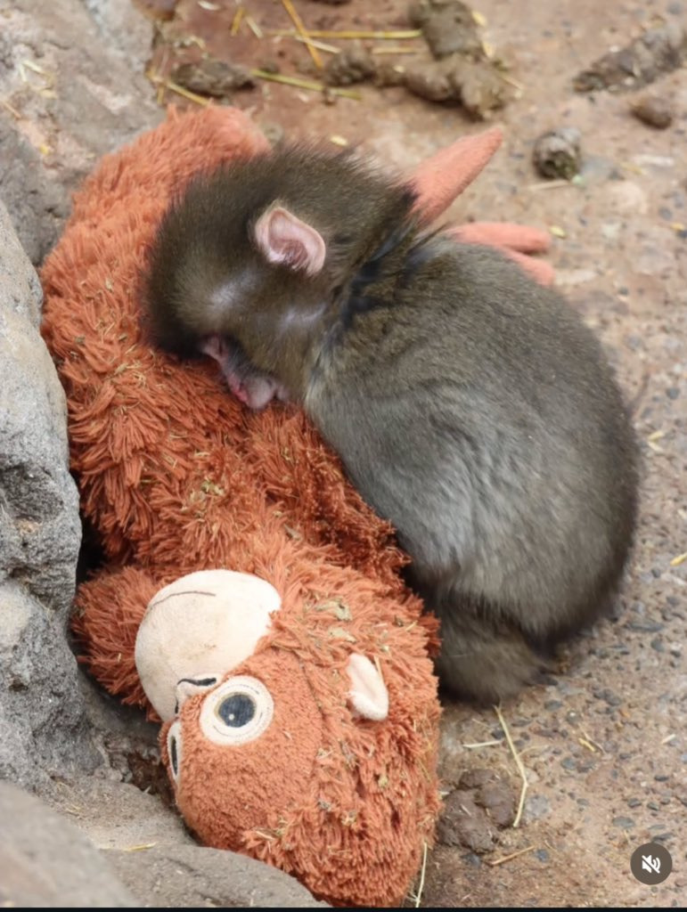 오랑우탄-인형을-엄마로-생각하며-끌고-다니는-아기-원숭이-7-이미지