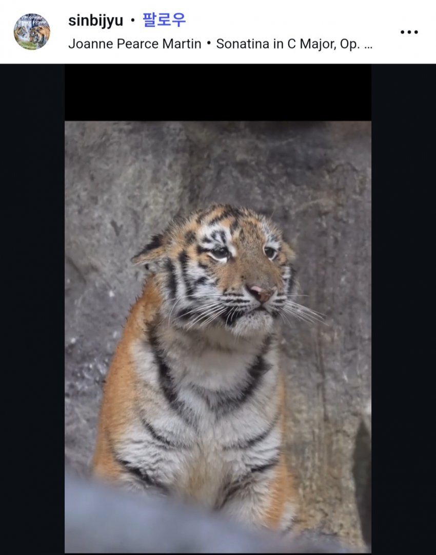 데뷔한지-2개월된-서울대공원-아기-호랑이-설호-1-이미지