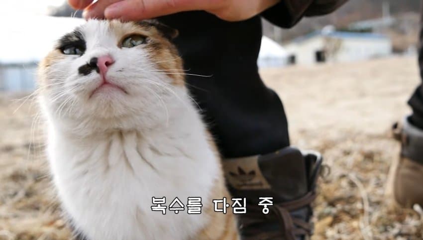 하하하-삼색이-모음-73-이미지