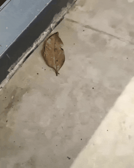 잎으로-위장한-나비-0-이미지