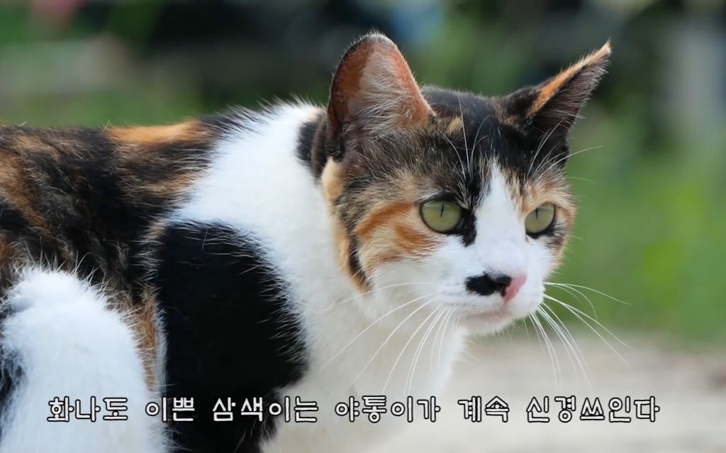 하하하-삼색이-모음-4-이미지