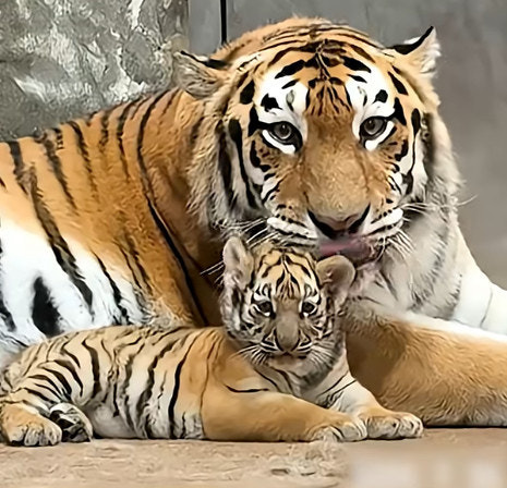 데뷔한지-2개월된-서울대공원-아기-호랑이-설호-3-이미지