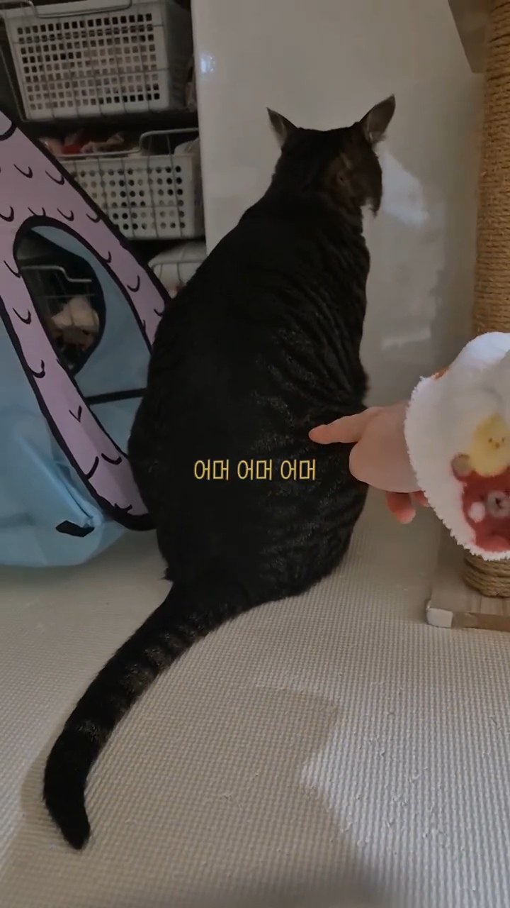 엽떡-때문에-삐낀-고양이🤣-8-이미지