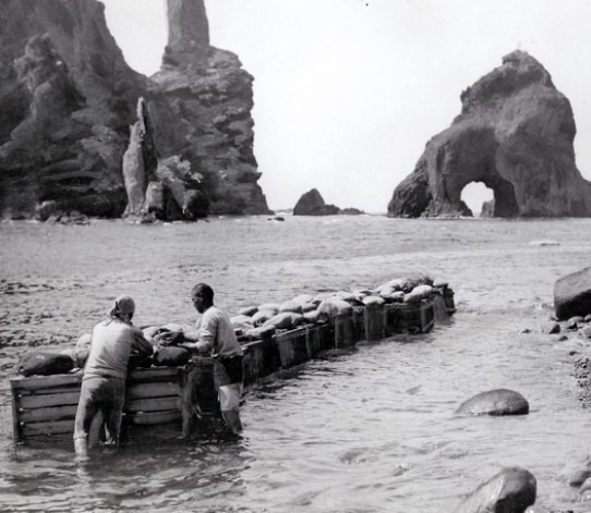 지금-일본이-독도-강치로-벌이고-있는-짓-3-이미지