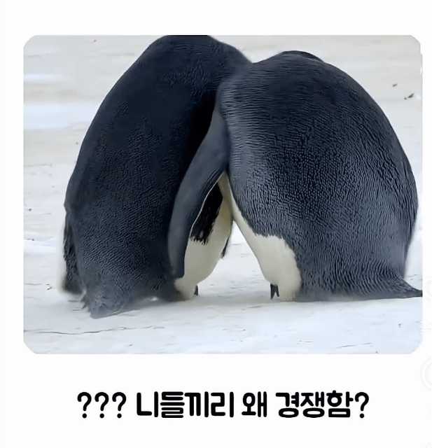 펭귄-무리-관촬용-로봇을-잠입-시킨-제작팀-3-이미지