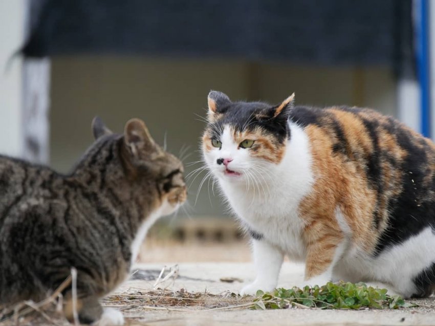 하하하-삼색이-모음-67-이미지