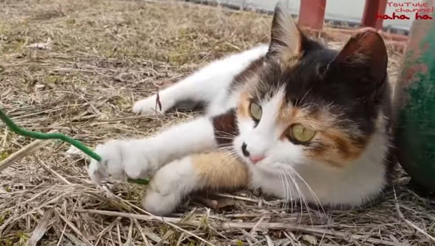 하하하-삼색이-모음-63-이미지