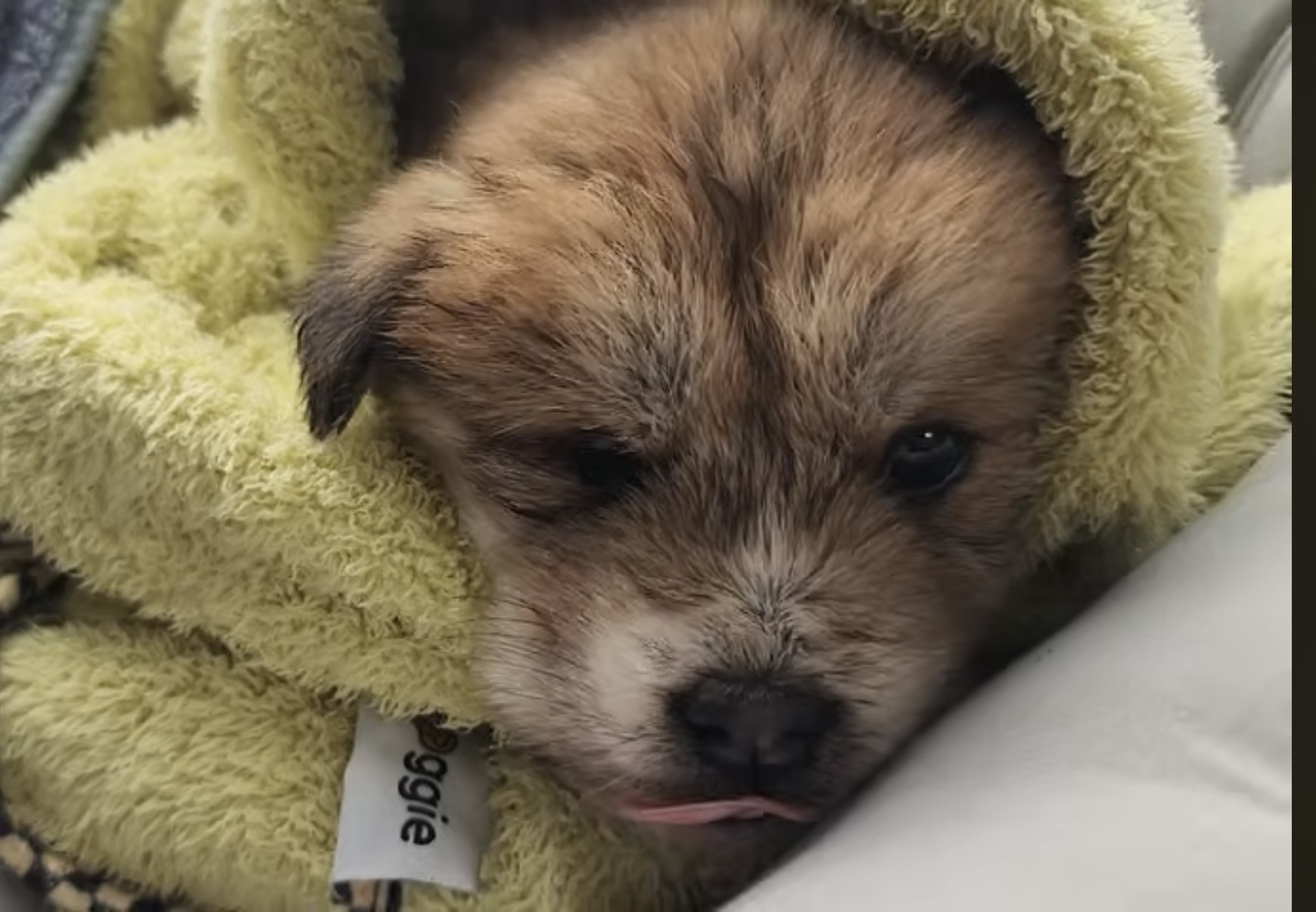 수로에서-구조된-아리와-뜨리-2-이미지